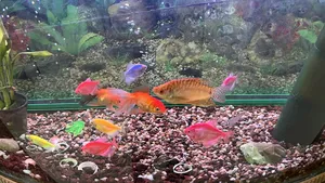 Fish0
