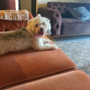 Female Maltes Dog For Sale كلب مدرب مالتيز امريكي-انثي. مطعم كل التطعيمات . معه باسبور طبي