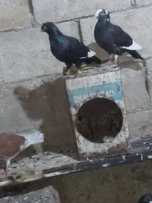 Pigeons2