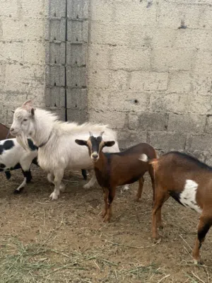 الماعز القزم