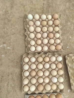 دحي عربي ممتاز جدا وماخصاب