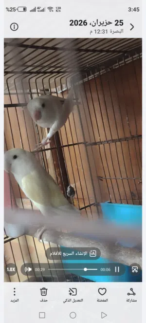 غندوره زوج