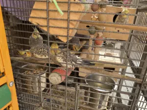 طيور حب اثنين حبه خمسه حبه طيور كاروان