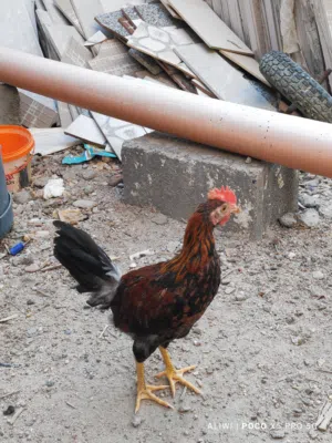 ديوچة عرب للبيع العمر شهرين ونص اقرة الوصف كامل
