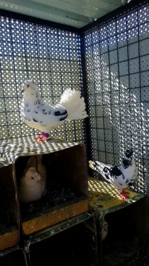 تسع جواز مستوا سعر حرق