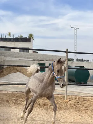 ‏خيل‏4