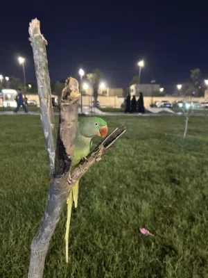 ببغاء نيبالي