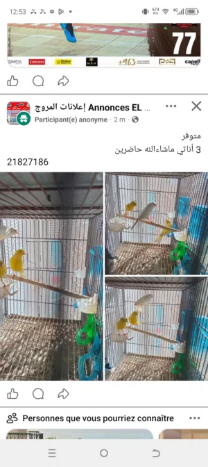 3كوبلوات كناري مع فروخهم للبيع في المروج
