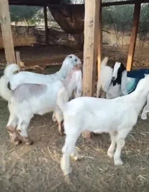 تيس بلدي لباني
