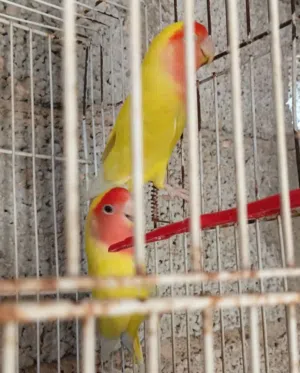 كوبيه بركديلو فيس حمرة ربي يبارك
