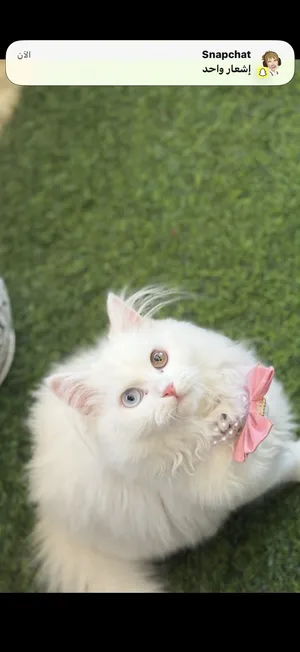 قطة شيرازي مع اغراضها
