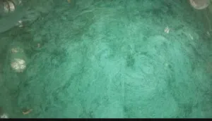 لياخ ضلعه اقرا الوصف