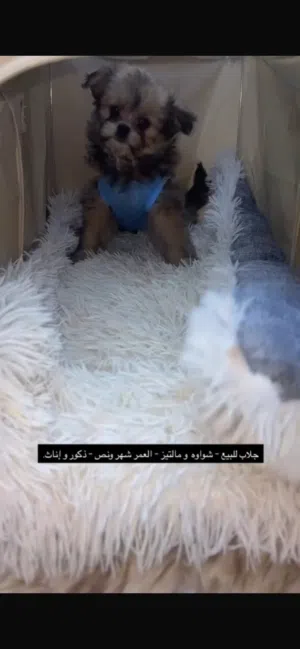 شواوه و مالتيز لعوبين متبقي منهم 4 العمر ما يقارب شهرين و نص