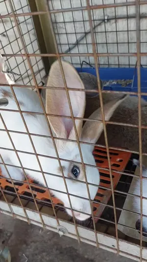 Rabbits2