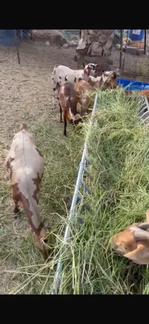 أغنام صلاليات بل جمله