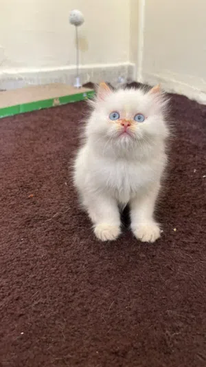 Himalayan Flame point Kitten.