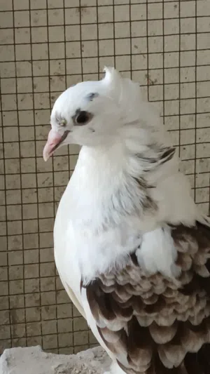 Male or femail