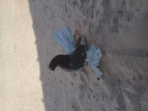 انتاج روسي