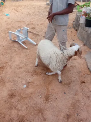 خروف عيد للبيع عمره 8شهزر