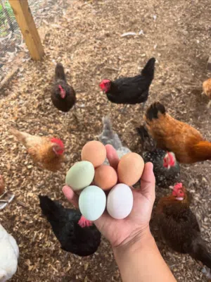 مطلوب بيض مخصب دجاج