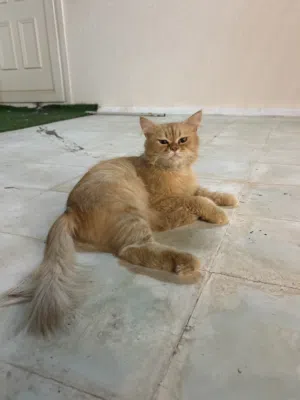 قطه شيرازيه