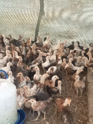 صيصان دجاج مهجن