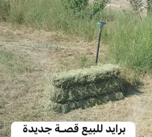 تتوفر لدينا برايد حجم كبير بسعر 550 بيسة