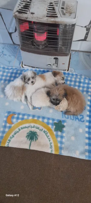 اربع كلاب فرنش تيرير للبيع كامل الاربعه مع بعض. بسعر 130  للتواصل واتس اب فقط