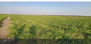 Farm Land for Sale in Al Hudaydah Other
