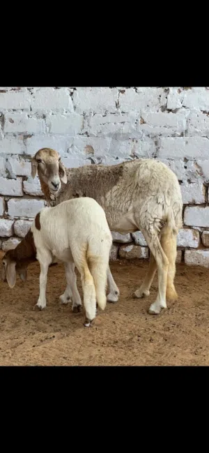 نعجه هجين تحتها حوليه السن أول جمع
