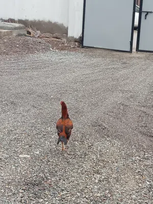 ديك باكستاني