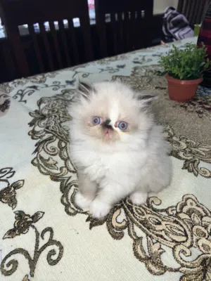قطه بنت هيمالايا بيكي فيس