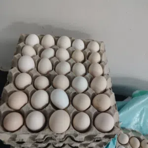 بيض دجاج عماني مخصب