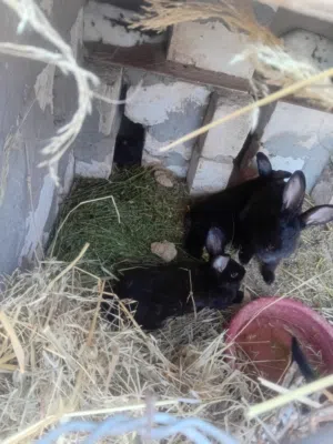 ارانب عربيات