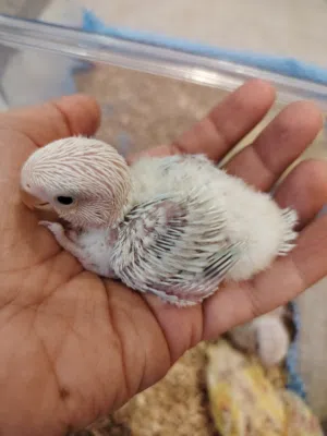 فروخ لوف بيرد روز صحه و نظافه و ألوان جميله ما شاء الله