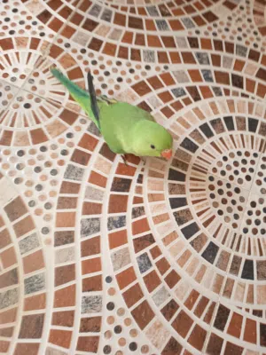 ببغاء الدره