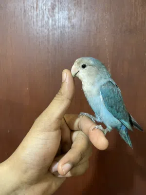 بغبغاء روز مميز ربوه مع القفص والأكل