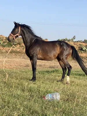‏خيل‏4