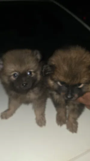 Pomeranian dog for sale