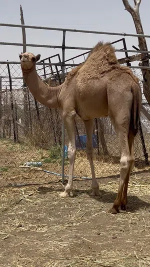 قعود للبيع
