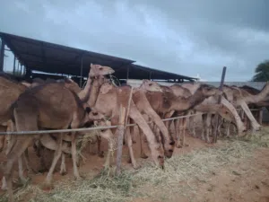 حيران للبيع