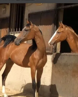 ملك الشاحنات اا