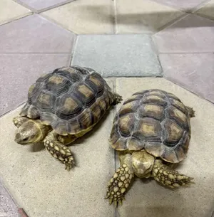 Turtles1