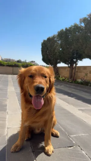 Golden Retriever قولدن رتريفر ذكر