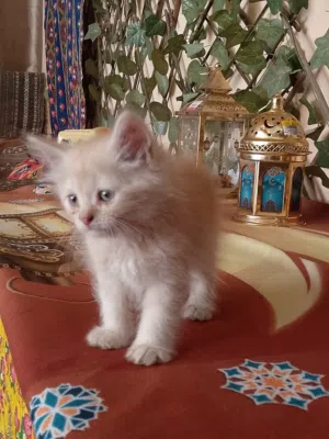 للبيع قطط شيرازي