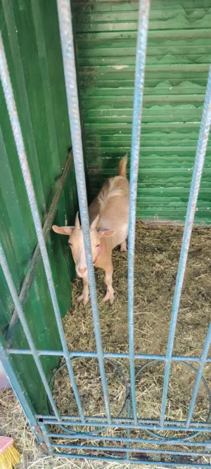 ماعز بصحه جيده