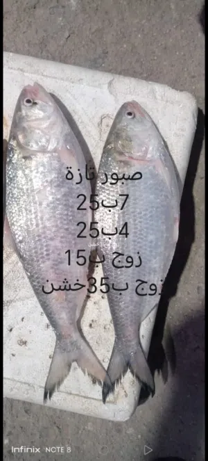 صبور تازة احجام مختلفة