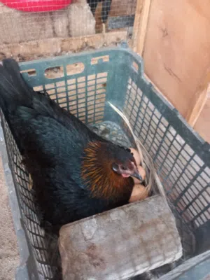 دجاجه كركه شرط صحه ونظافه تواصل واتساب