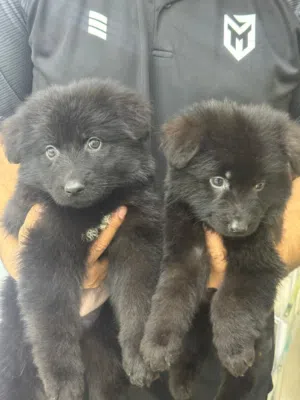 جيرمن شيبود لونق هير رويل بلاك