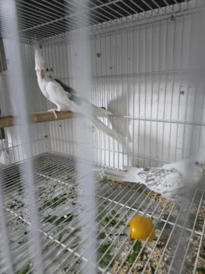 كوكتيل البينو وبصمات